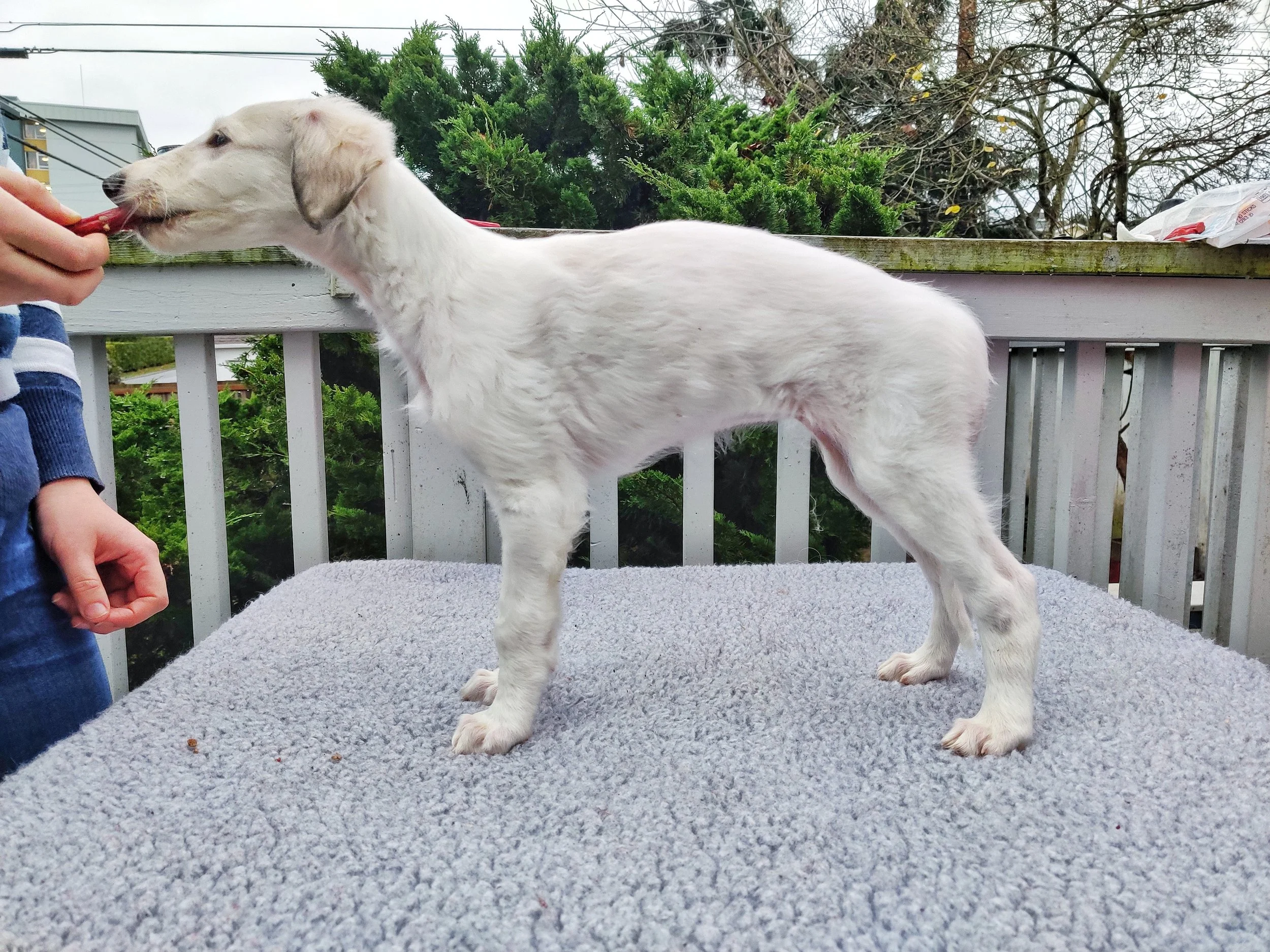 shallettes litter | borzoi puppies — saxafrax & wild rushes borzoi